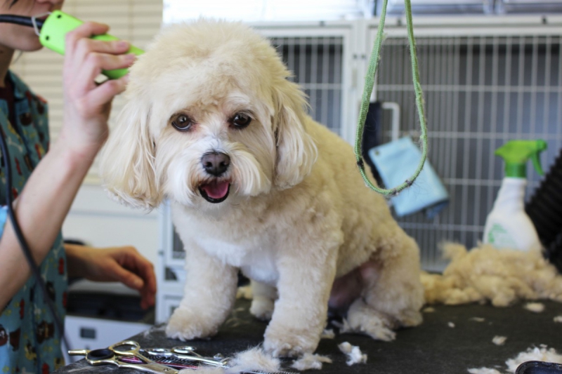 toiletteur-CHATEAUNEUF GRASSE-min_white_dog_grooming_pet_pet_grooming_salon_groomer_fur-678977